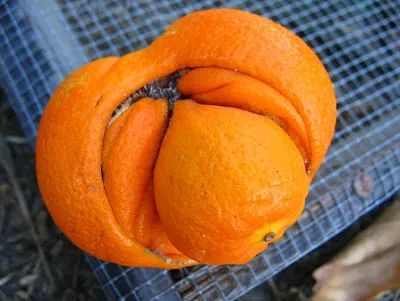 核污水排放计划_核污水排放概念股_核污水排放团队
